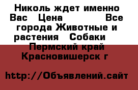 Николь ждет именно Вас › Цена ­ 25 000 - Все города Животные и растения » Собаки   . Пермский край,Красновишерск г.